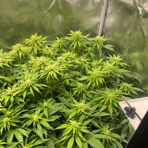 Jamaican Dream growlog timeline photo