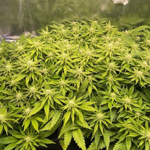 Jamaican Dream growlog timeline photo