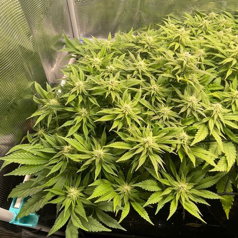 Jamaican Dream growlog timeline photo
