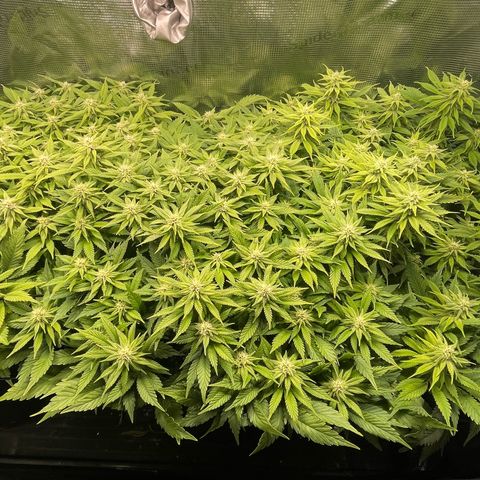 Jamaican Dream growlog timeline photo