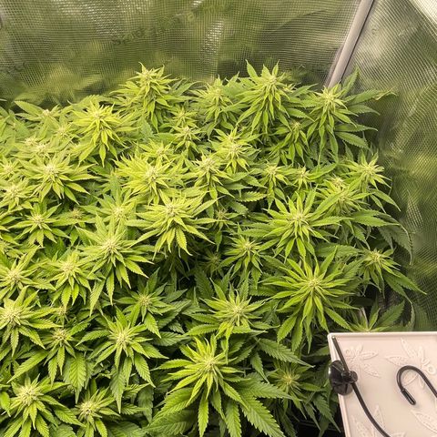 Jamaican Dream growlog timeline photo
