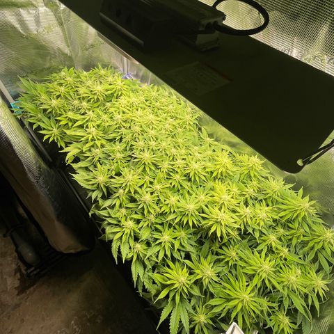 Jamaican Dream growlog timeline photo