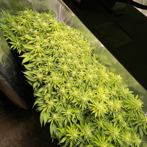 Jamaican Dream growlog timeline photo