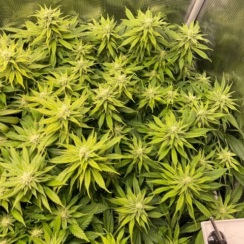 Jamaican Dream growlog timeline photo