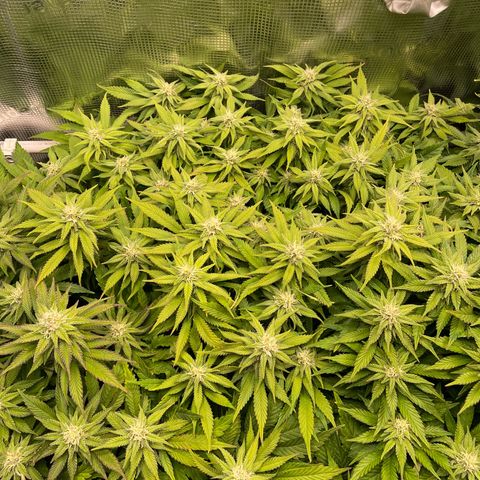 Jamaican Dream growlog timeline photo