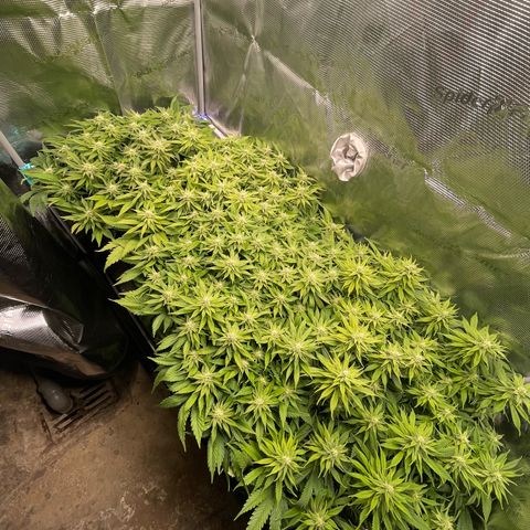 Jamaican Dream growlog timeline photo