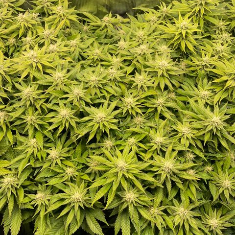 Jamaican Dream growlog timeline photo