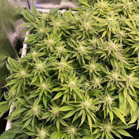 Jamaican Dream growlog timeline photo