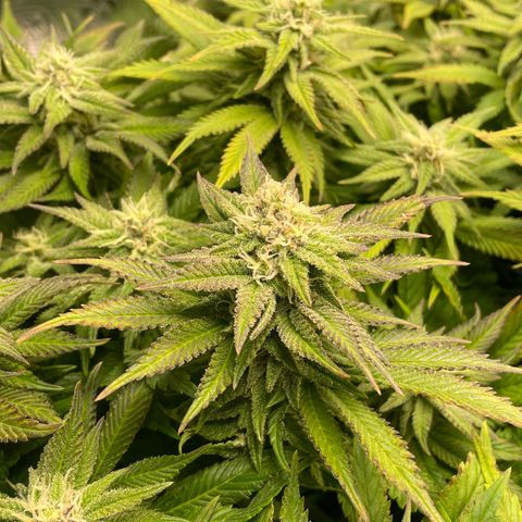 Jamaican Dream growlog timeline photo