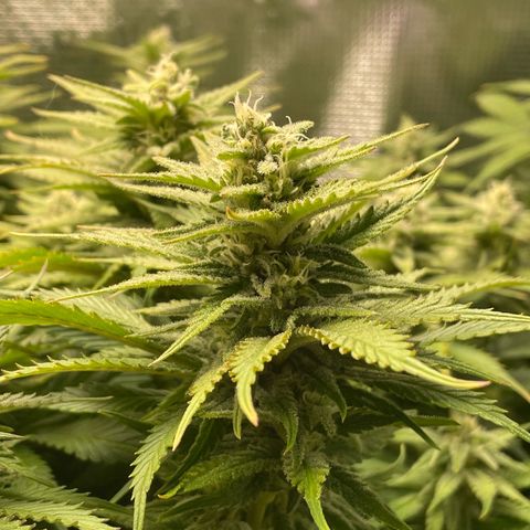 Jamaican Dream growlog timeline photo
