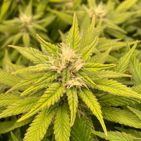 Jamaican Dream growlog timeline photo