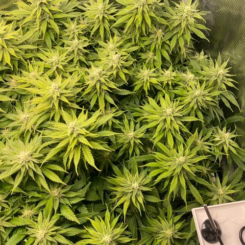 Jamaican Dream growlog timeline photo