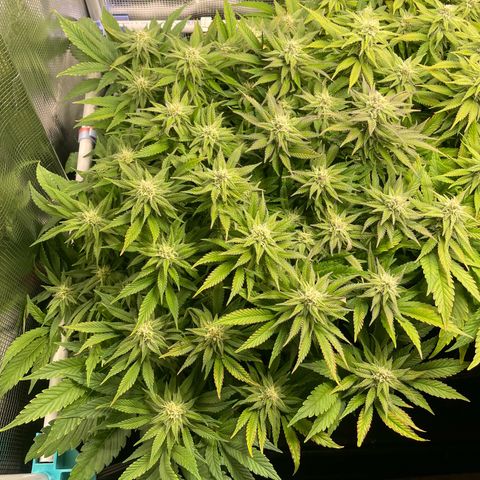 Jamaican Dream growlog timeline photo