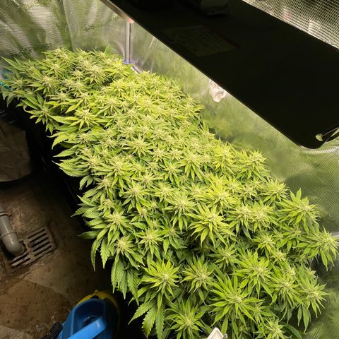Jamaican Dream growlog timeline photo