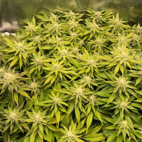 Jamaican Dream growlog timeline photo