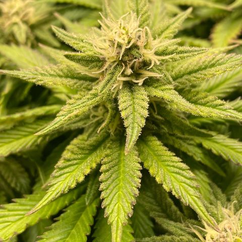 Jamaican Dream growlog timeline photo
