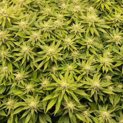 Jamaican Dream growlog timeline photo