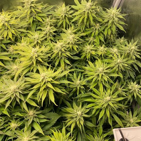 Jamaican Dream growlog timeline photo