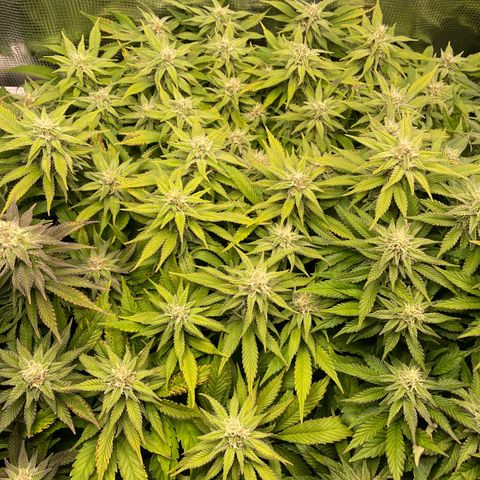 Jamaican Dream growlog timeline photo