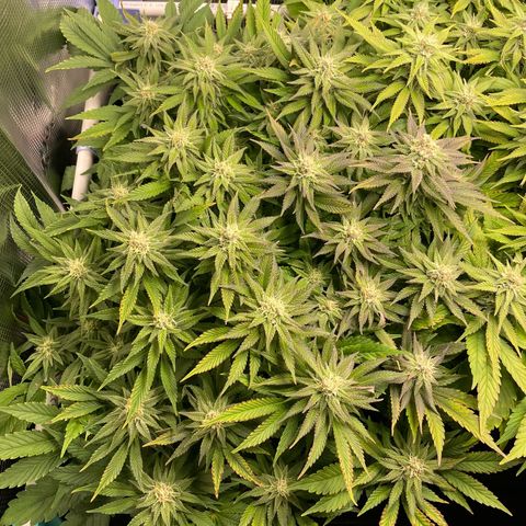 Jamaican Dream growlog timeline photo