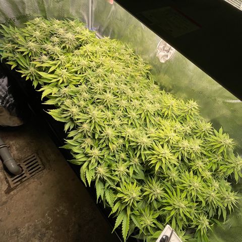 Jamaican Dream growlog timeline photo