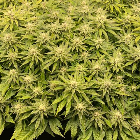 Jamaican Dream growlog timeline photo