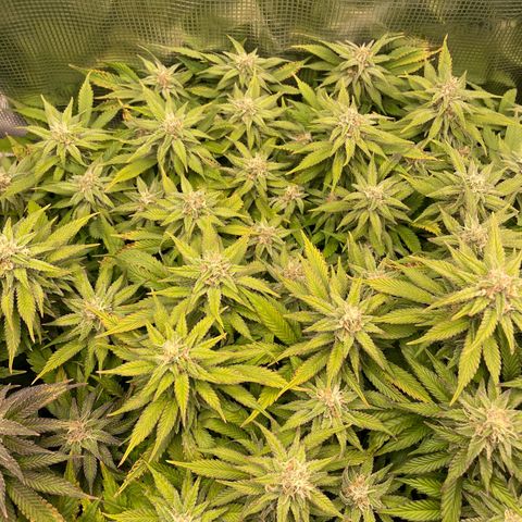 Jamaican Dream growlog timeline photo