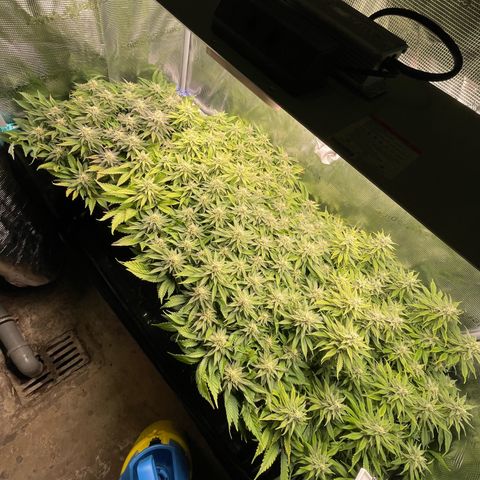 Jamaican Dream growlog timeline photo