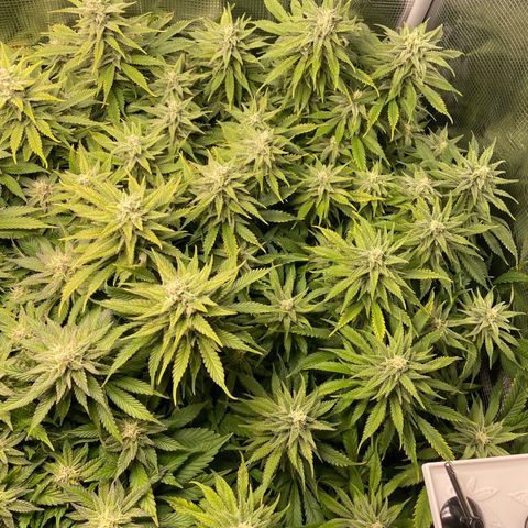 Jamaican Dream growlog timeline photo