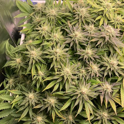 Jamaican Dream growlog timeline photo