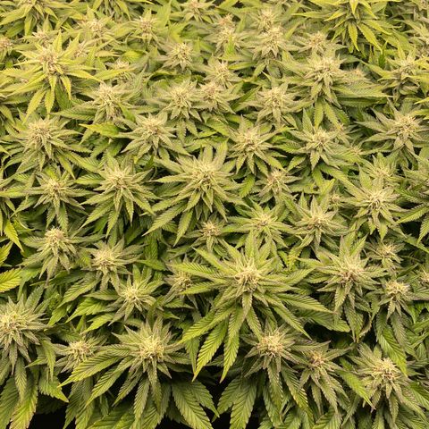 Jamaican Dream growlog timeline photo