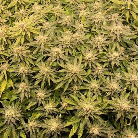 Jamaican Dream growlog timeline photo