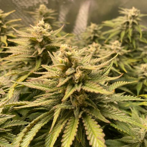 Jamaican Dream growlog timeline photo