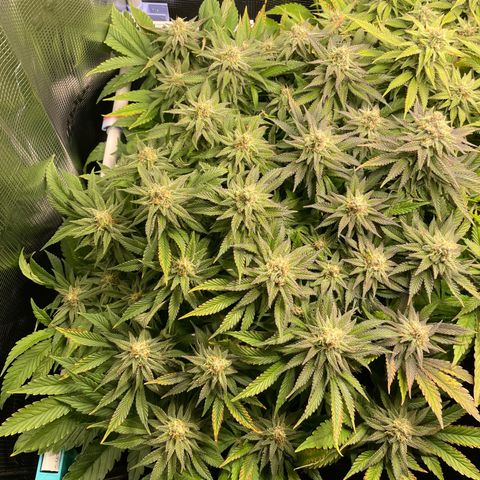 Jamaican Dream growlog timeline photo
