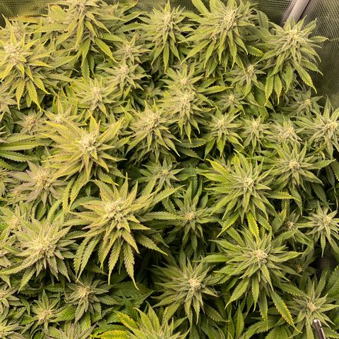 Jamaican Dream growlog timeline photo