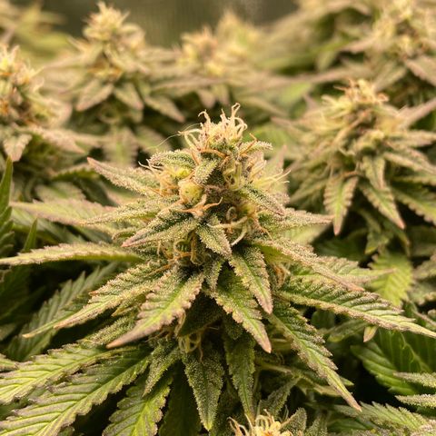 Jamaican Dream growlog timeline photo