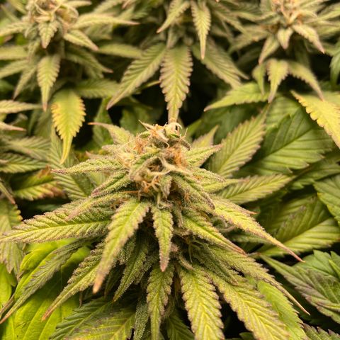Jamaican Dream growlog timeline photo
