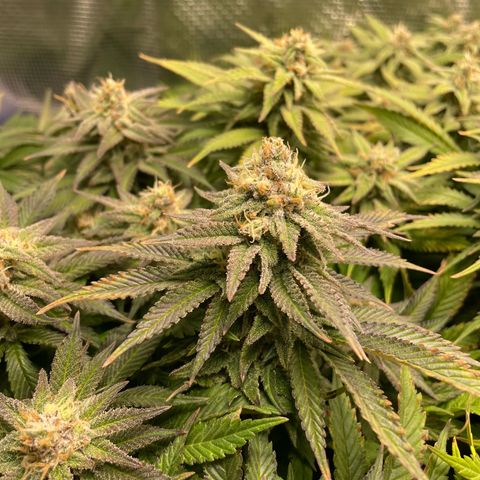 Jamaican Dream growlog timeline photo