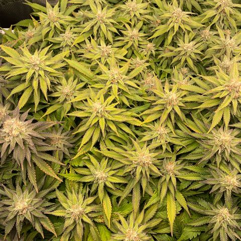 Jamaican Dream growlog timeline photo
