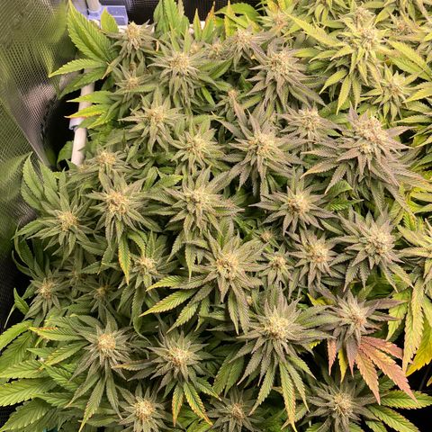 Jamaican Dream growlog timeline photo