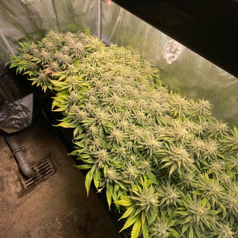 Jamaican Dream growlog timeline photo