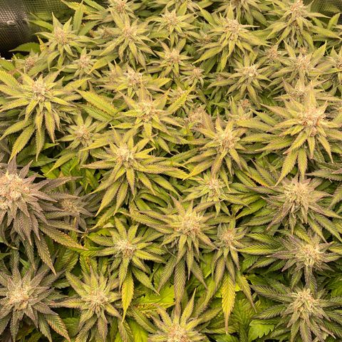 Jamaican Dream growlog timeline photo