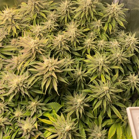 Jamaican Dream growlog timeline photo
