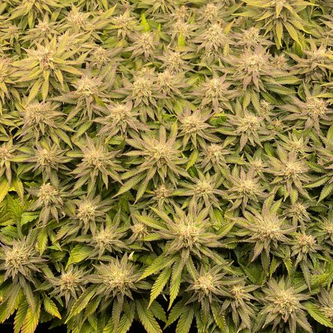 Jamaican Dream growlog timeline photo