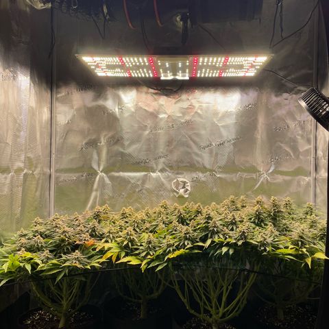 Jamaican Dream growlog timeline photo