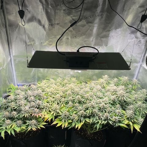 Jamaican Dream growlog timeline photo