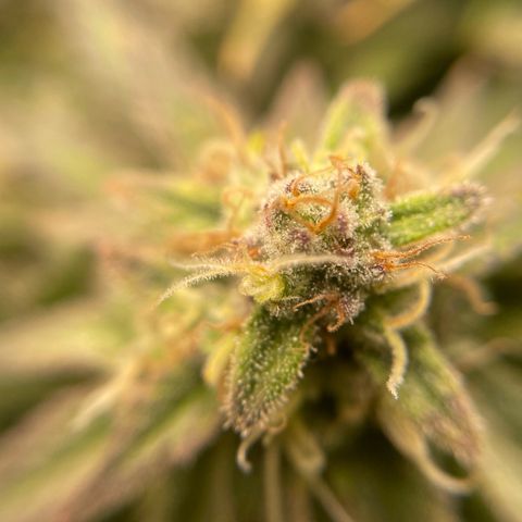 Jamaican Dream growlog timeline photo