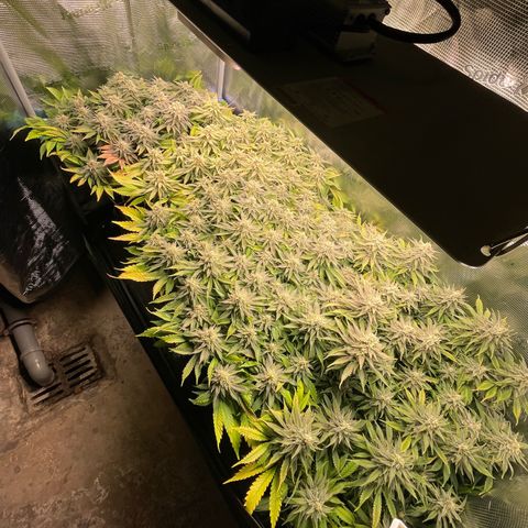 Jamaican Dream growlog timeline photo