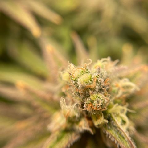 Jamaican Dream growlog timeline photo