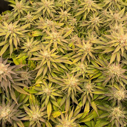 Jamaican Dream growlog timeline photo